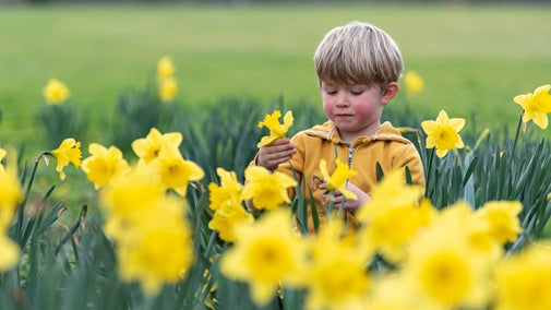 A boy plays among the daffodils at Dyffryn Gardens, Vale of Glamorgan